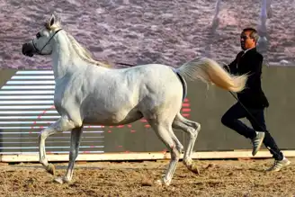 Kahire'de Arap Atlarının Güzellik Yarışması Başladı