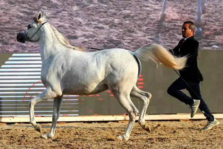 Kahire'de Arap Atlarının Güzellik Yarışması Başladı